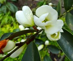 Image result for Mechowia grandiflora