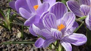 Flowers Spring Garden Crocus Spring Flower Arrangements Flowers Bouquet