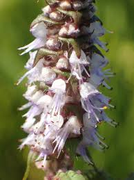 Image result for Platostoma sp. no. 2