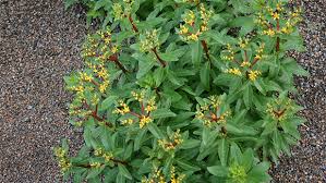 Image result for Aizoon