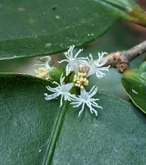 Image result for Cassipourea