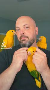 Now for the GOOD kind of Golden Conure noises…