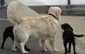 kopekler neden kuyruk sallar patiler net kopek evcil hayvanlar hayvan