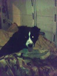 How To Remove The Skunk Odor From A Dog Pethelpful