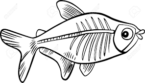 The photograph can be used to treat and examine the internal organs in the body, such as identifying a broken bone or cavities in teeth. Cartoon Illustration Of X Ray Fish For Coloring Book Royalty Free Cliparts Vectors And Stock Illustration Image 13483464