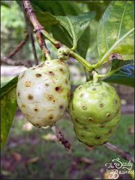 Image result for Morinda