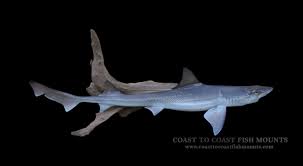 We did not find results for: Dog Fish Fish Mounts Replicas By Coast To Coast Fish Mounts