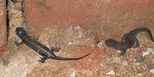 Tier Und Natur Amphibien Lurche Bergmolch Triturus Alpestris
