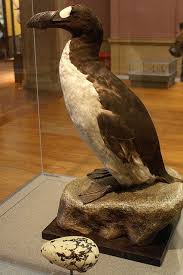 12 Animals We Wish We Could De Extinct Great Auk Extinct Animals Extinct Birds