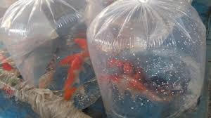 Ikan ini bisa berkembang biak dengan cepat. Cara Budidaya Ikan Nila Supaya Cepat Besar Panduan Lengkap A Z