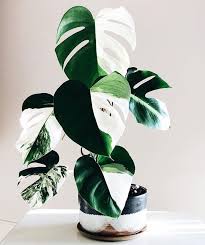 One Of The Most Beautiful Variegated Monstera We Have Ever Seen Harrison Plants Variegated Plants Plant Goals Pretty Plants