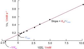 Michaelis-Menten Vs. Lineweaver-Burk Plots - Video Tutorials & Practice  Problems | Channels For Pearson+
