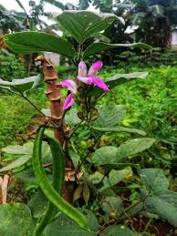 Image result for Canavalia gladiata