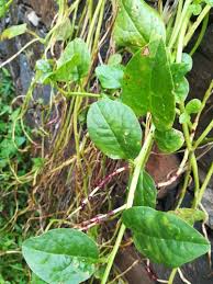 Image result for Basellaceae