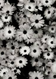 Black Sfondi Carta Da Parati Bianca Sfondi Vintage Archivio di foto royalty free. black sfondi carta da parati bianca