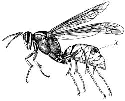 Black And White Insect With Stinger Related Image Insect Clipart Vintage Drawing Insects