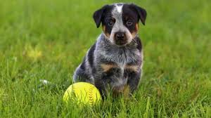 Our australian cattle dog puppies for sale come from either usda licensed commercial breeders or hobby breeders with no more than 5 breeding mothers. Blue Heeler Puppies For Sale Greenfield Puppies