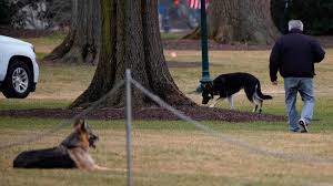 Bidens' two rescue dogs sent home to delaware for aggressive behavior. Biden Dogs Champ And Major Officially Move Into The White House
