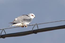The centre's original aim was as an educational centre, teaching members of the public about raptors and promoting an awareness of the raptor species and their plight as a growing endangered species. Raptors Of South Africa By Alex Lamoreaux Nemesis Bird