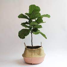 How To Ficus Lyrata Fiddle Leaf Fig Care Instructions Spruce Flowers And Events Ficus Lyrata Fiddle Leaf Fig Care Fiddle Leaf