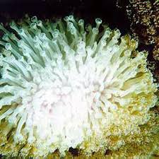 We did not find results for: Lab 6 Using Data To Identify Hot Spots And Predict Bleaching Events