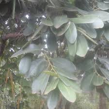 Image result for Diospyros batocana