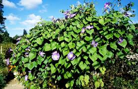 Image result for Ipomoea tricolor