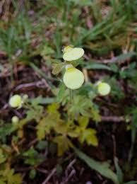 Image result for Calceolaria tripartita