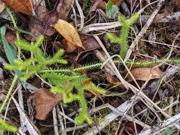 Image result for Lycopodiaceae