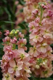 Matthiola Katz Apricot Flower Seeds Wholesale Flowers Stock Flower