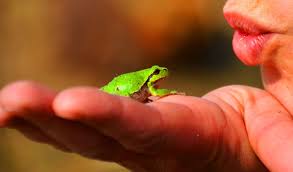 We have an extensive collection of amazing background images carefully chosen by our community. Tree Frog Hd Wallpapers Backgrounds