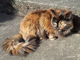 Tortoiseshell Cat 3 Cats Tortoise Shell Cat Beautiful Cats