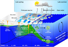 Vous avez la parole : Frontiers Under Ice Phytoplankton Blooms Shedding Light On The Invisible Part Of Arctic Primary Production Marine Science