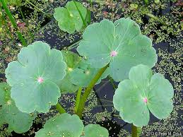 Image result for Hydrocotyle mannii