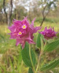 Image result for Verbenaceae