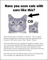 Stray and feral cats may look the same on the surface, but there are various obvious and subtle signs based on appearance and behaviour that set them apart. Tnr Qatar Home