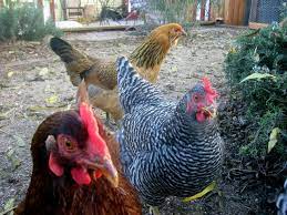 That is a long time to feed a bird that will stop being productive after a few years. How Long Do Chickens Live Root Simple