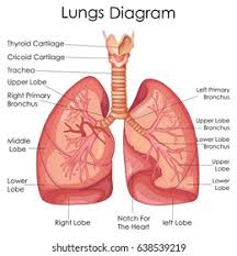Learn vocabulary, terms and more with flashcards, games and other study tools. Diagram Of The Lungs Labelled Fusebox And Wiring Diagram Circuit Fast Circuit Fast Memedia It