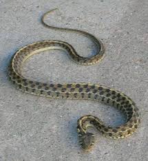 They are mildly poisonous reptiles, and would also secrete a foul smelling liquid, when provoked. Black Necked Garter Black Neck Beautiful Snakes Snake