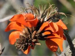Image result for Erythrina livingstoniana