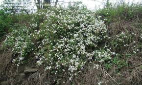 Image result for Jasminum multipartitum