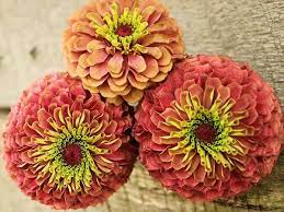 Check spelling or type a new query. Zinnia Queen Red Lime Seeds Available At Www Seedsnpots Com