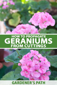 Image result for cuttings of geraniums