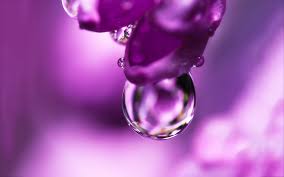 Don't wait for the rain, but bring your own! Flower Pink Water Drop 1920x1200 Wallpaper Teahub Io