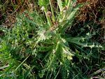 Image result for Sonchus dregeanus