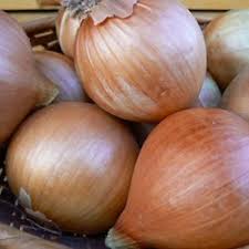 The first batch of veg plants to go out were the onions. Onion Ailsa Craig 300 Seeds