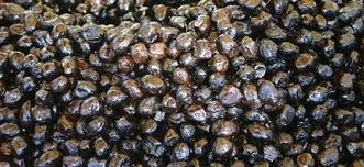 Les Olives Noires Comment Les Conserver Cardplayerr Com