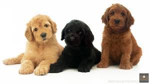 See australian cobberdog pictures, explore breed traits and characteristics. Australian Cobberdog Puppies Dogking