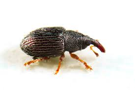what is a weevil and how did that bug