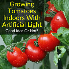 My own organically grown tomatoes always taste better than store bought ones. Growing Tomatoes Indoors With Artificial Light Good Idea Grow Light Info